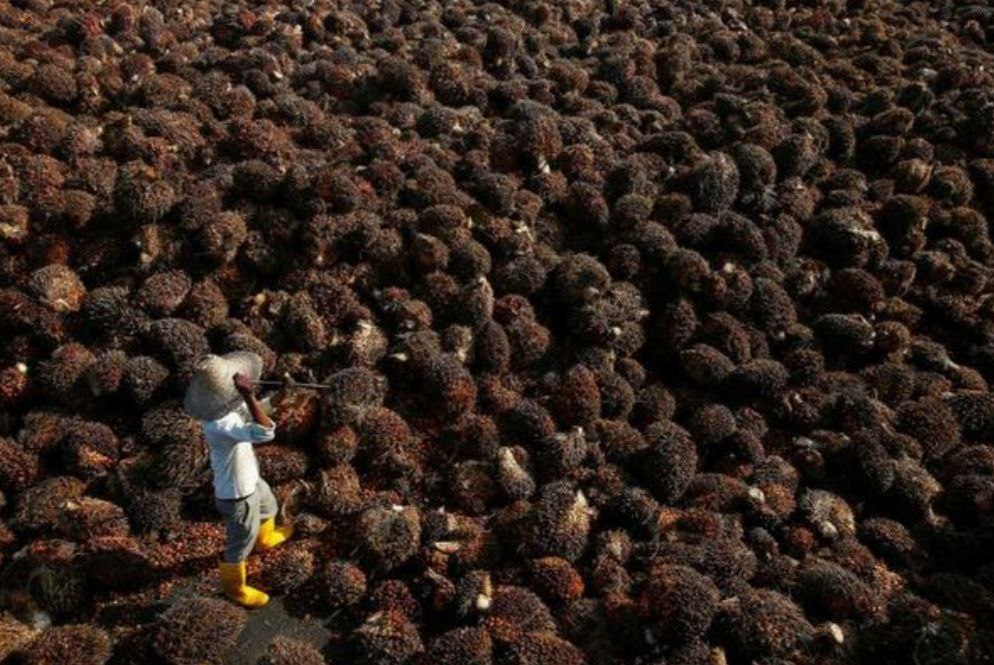 Harga Sawit Naik, Kadispar: Kalau Tak Corona, Membludak Wisatawan ke Siak