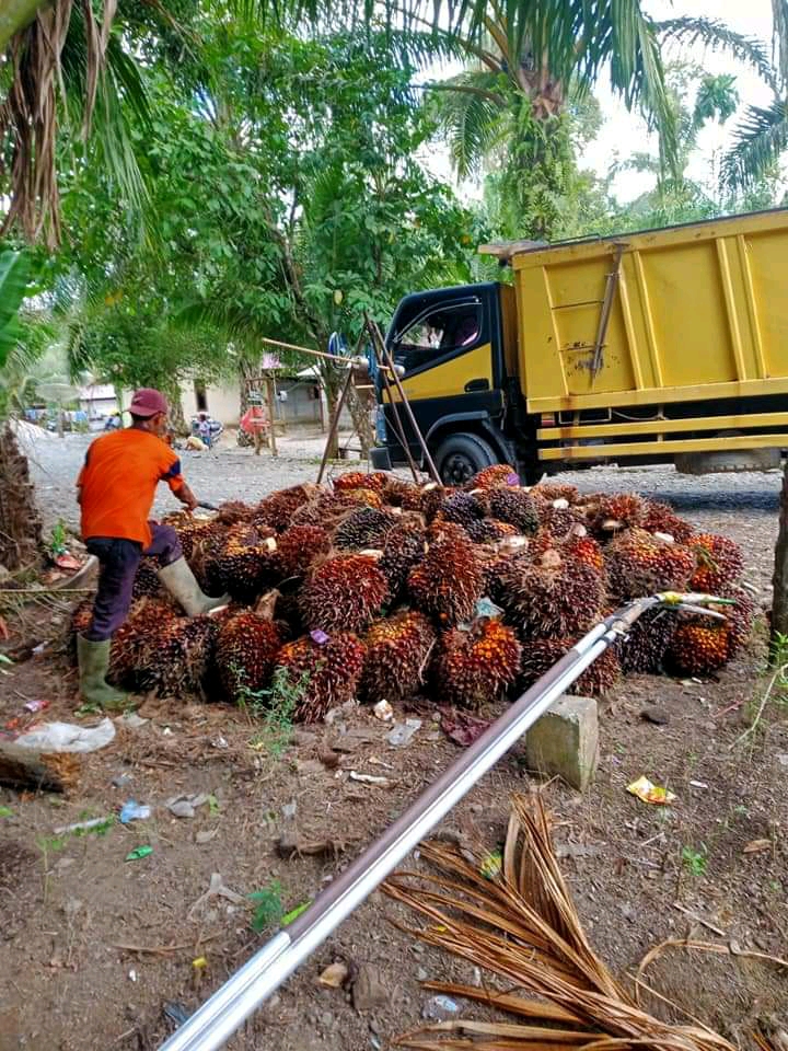 Harga Sawit Hanya Ilusi, tak Bikin Petani Kaya