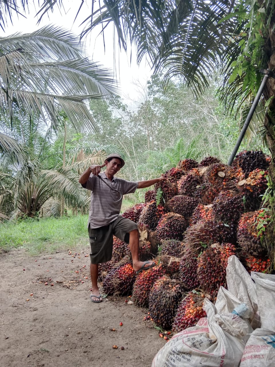 Jokowi Ingin Ciptakan Kosmetik dari Minyak Sawit