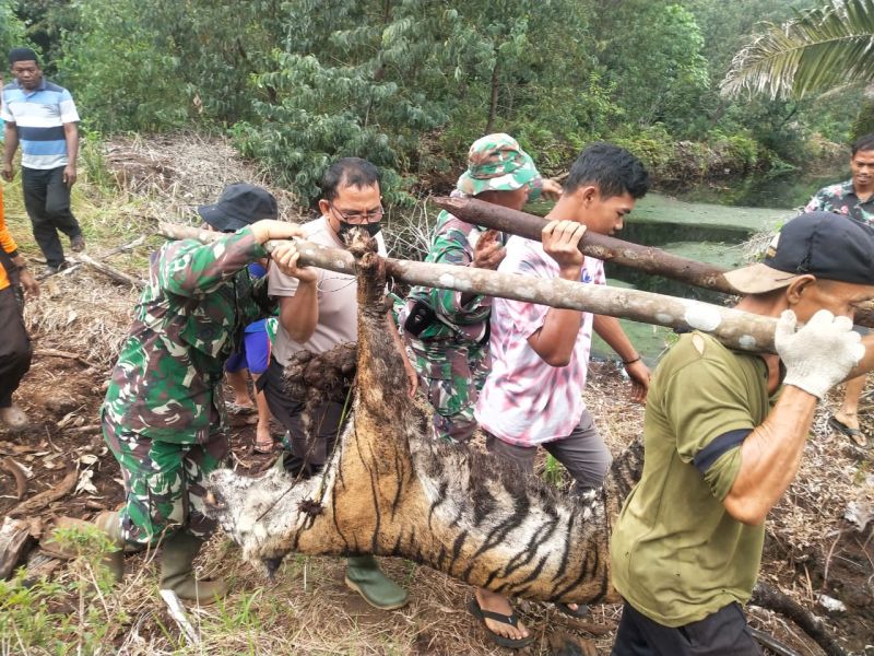 Terjerat, Harimau Sumatera Ditemukan Mati di Bengkalis