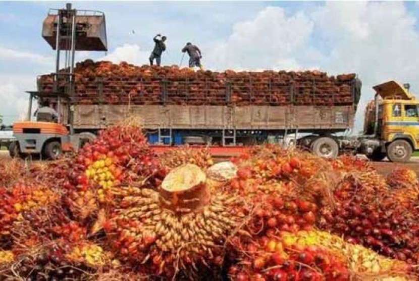 Harga TBS di Sumut Naik Meski tak Sedrastis Sebelumnya