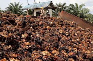 Permintaan CPO Indonesia Melambung Pasca India dan China Krisis Energi