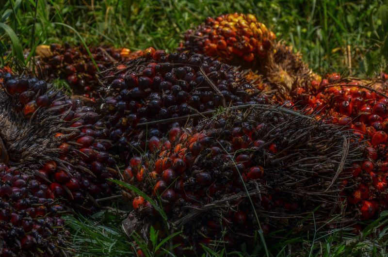 Penjelasan Saham CPO Ambles Kena Profit Taking