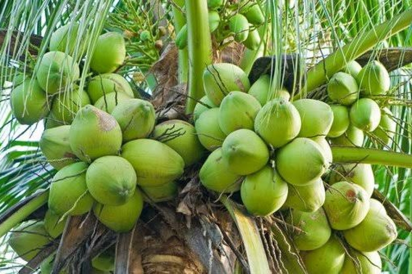 Riau Miliki 50.738 Hektar Kebun Kelapa Hibrida
