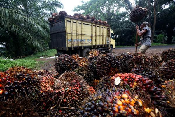 Harga Meroket, 'Ninja Sawit' Terpelet