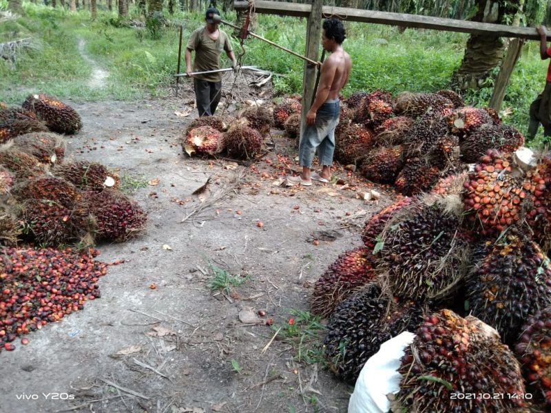 Petani ini Mengeluh, Dekat PKS tapi Harga Sawitnya Murah