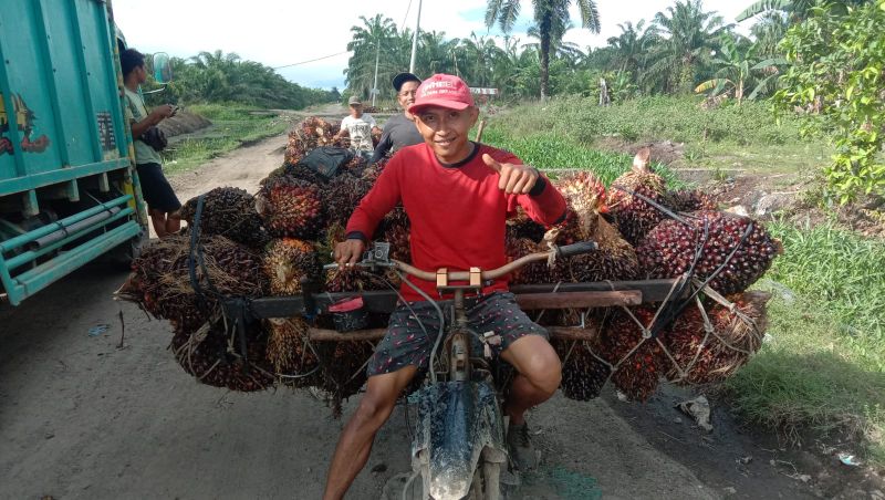 Petani Mewah, Harga Sawit di Riau Naik Lagi