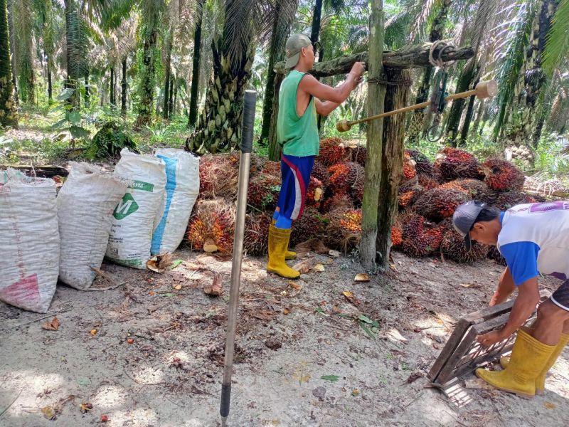 Saat Kantong Penuh, Petani Sawit Diminta Ingat Sejarah