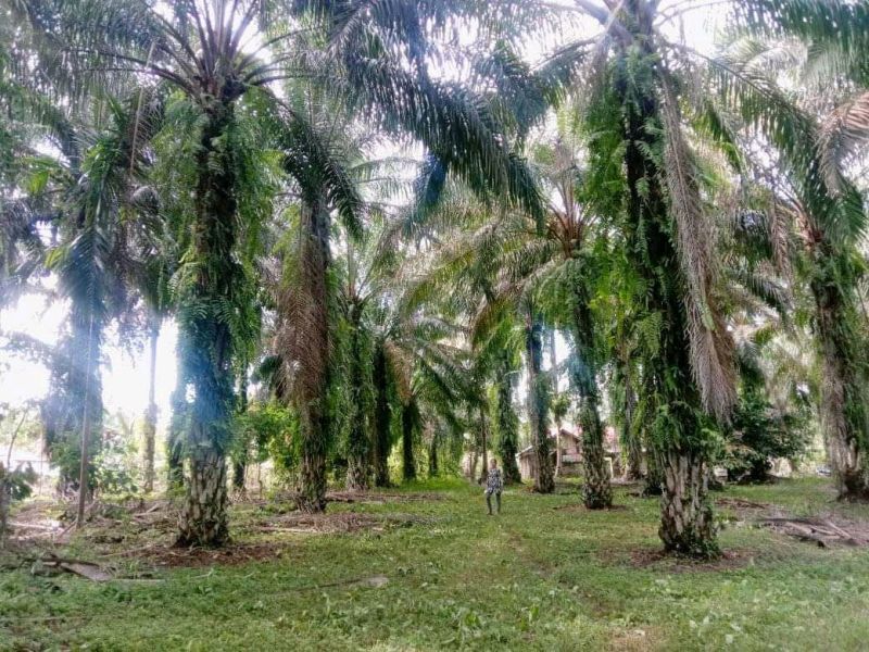 Begini Efek Kemitraan Petani dengan Perusahaan Sawit
