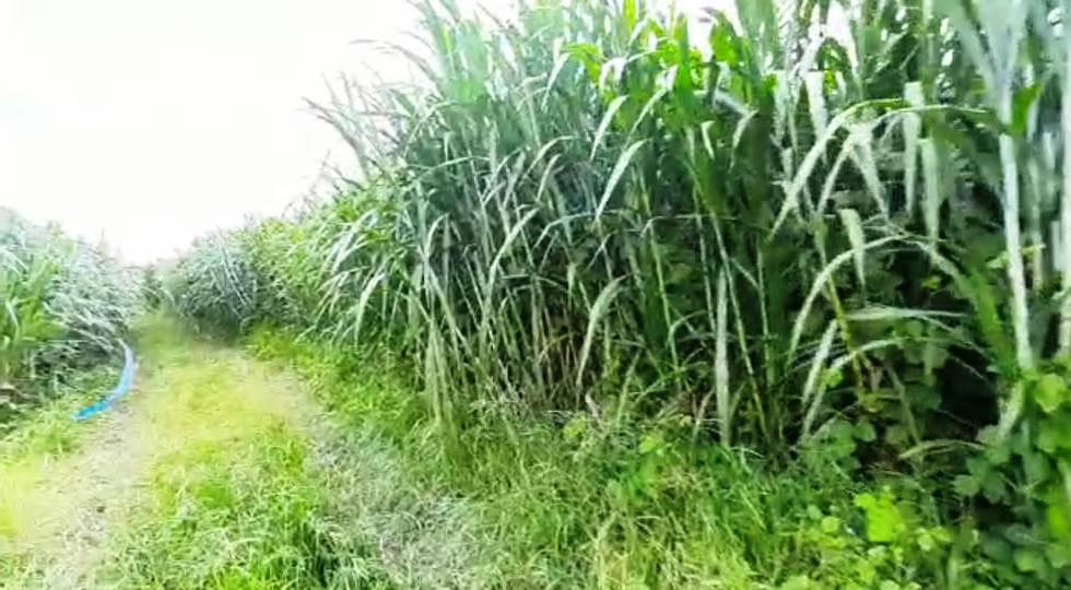 Belajar Dari Gagalnya Peternak Sapi