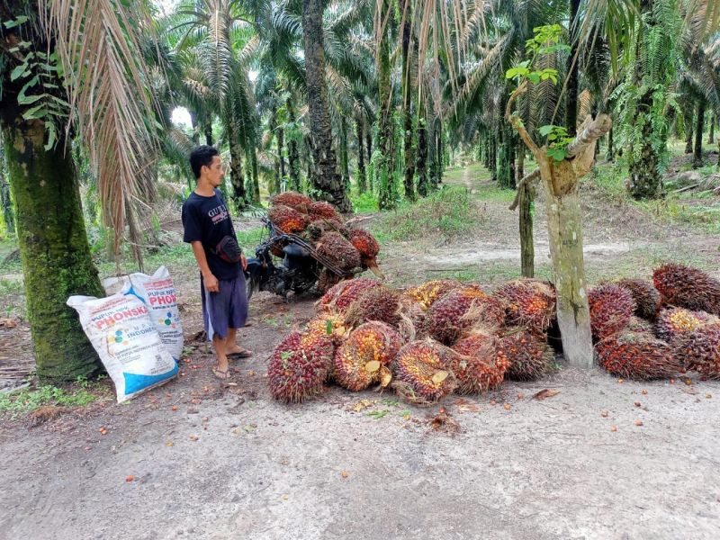 Harga Resmi TBS Sumut Ikut-ikutan Turun