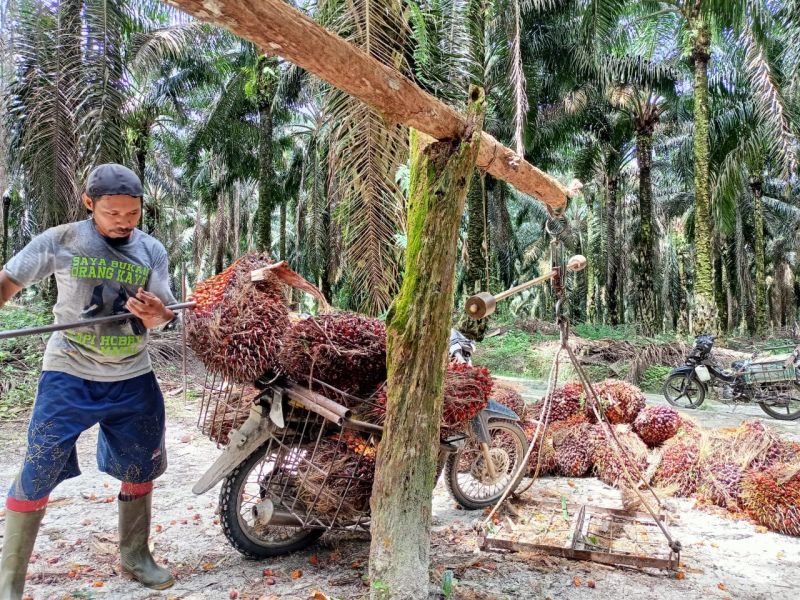 Ini yang Bikin Banyak Petani Menaruh Hormat ke Toke Sawit