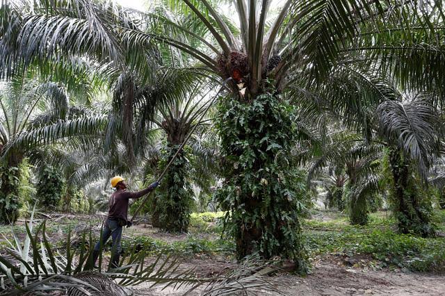 Malaysia Butuh 32 Ribu Pekerja Sawit Indonesia, Menaker: MoU Dulu!