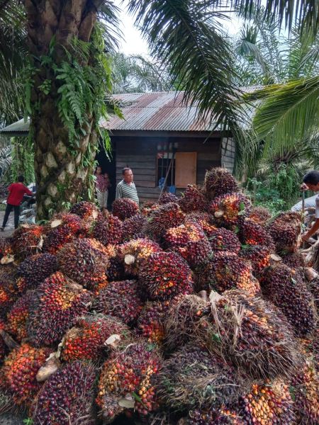 Turun Lagi, Harga Sawit Riau Dibandrol Rp3.379,96 Per Kilogram