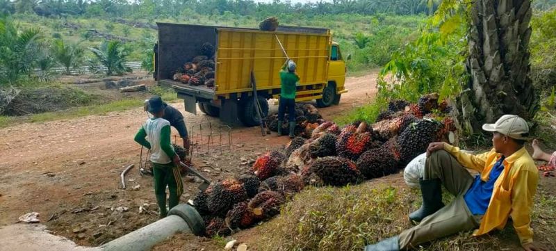 Harga Resmi TBS di Lampung Lewati Level Rp 3.000/Kg