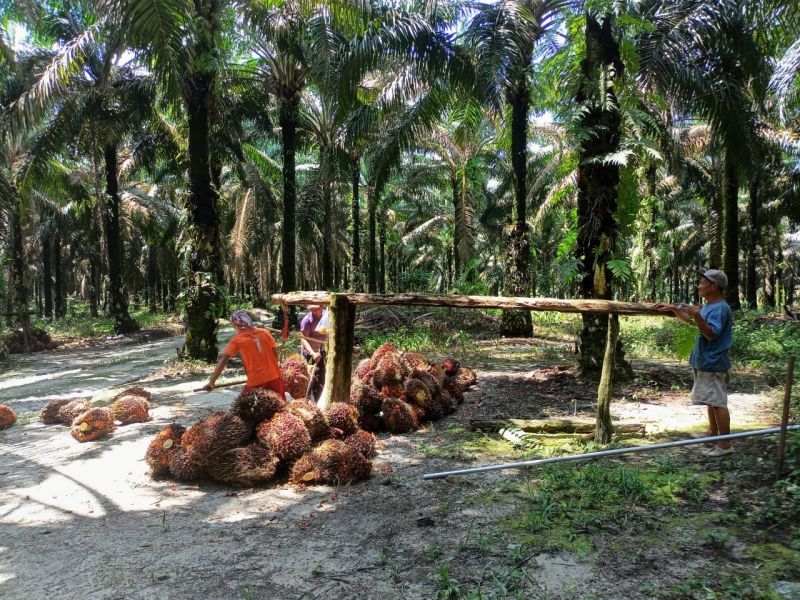 Yang Lain Turun, Petani Bersyukur Harga TBS di Daerah Ini Bertahan
