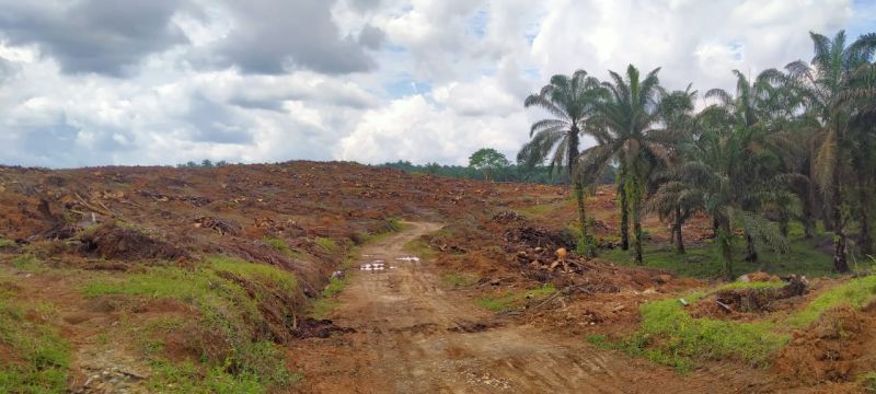 Harga TBS dan Kawasan Hutan Tantangan Utama PSR