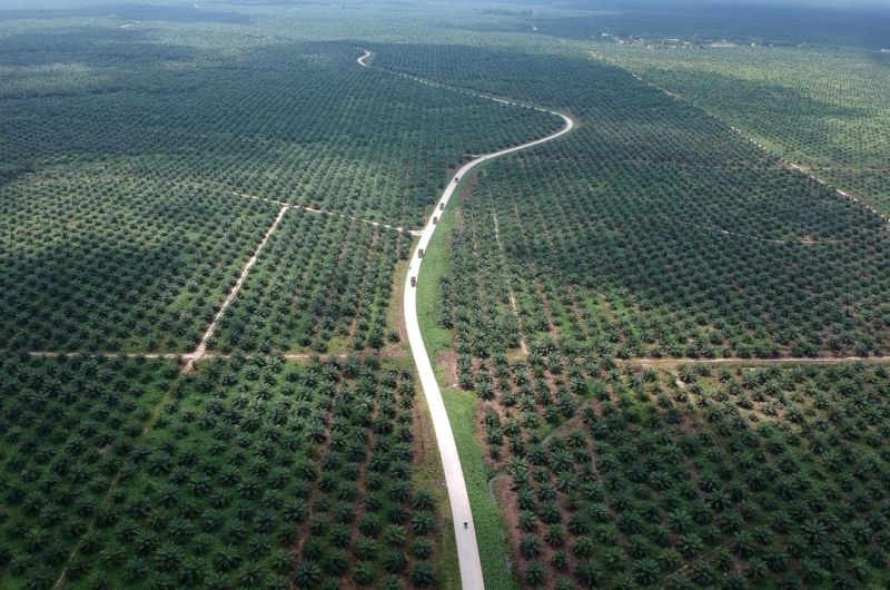 Bibit Bodong Banjiri Kebun Sawit di Paser