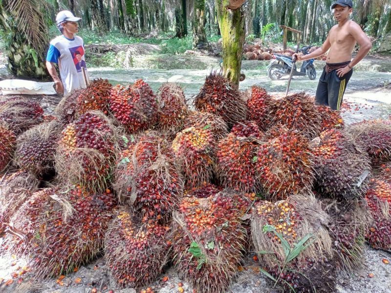 Harga TBS Sumut Melejit Lagi, Simak Daftarnya
