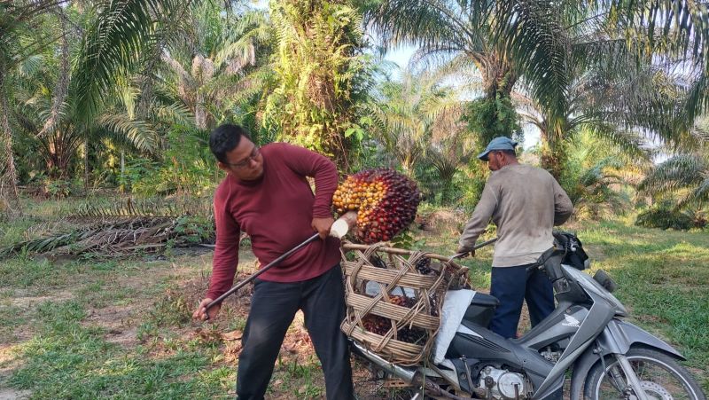 Naik-naik ke Puncak Gunung, Harga Sawit Makin Melambung