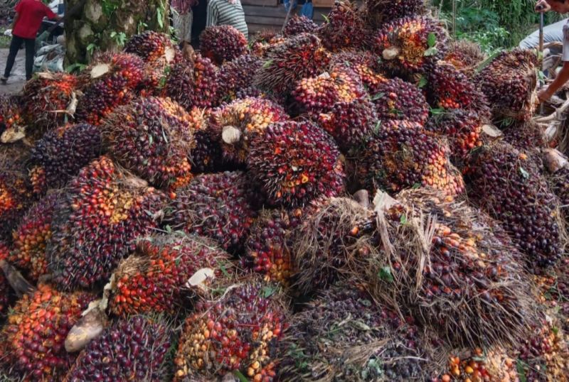 Harga Sawit di Sumbar Turun Gegara CPO Ambruk