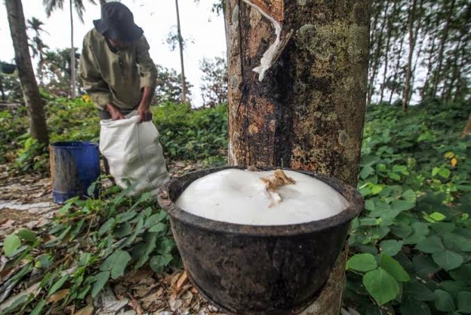 Jangan Risau! Harga Karet di Riau Masih Mengkilau