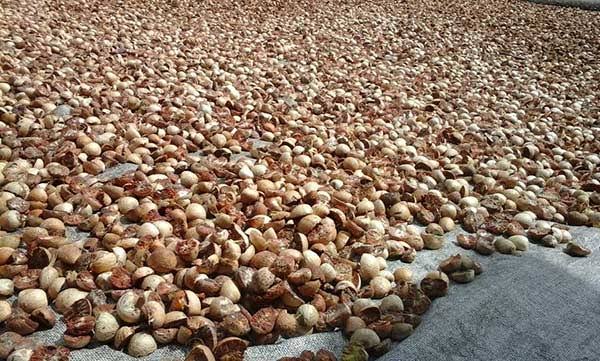Harga Pinang di Riau Naik Sedikit, Lumayan Lah