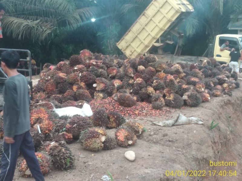 Ini Alasan Bustomi Setia Pakai Bibit Produksi Lonsum