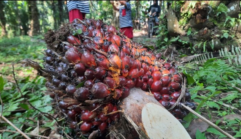 Sawit Anjlok, Harga Pupuk Masih Mencekik Leher Petani