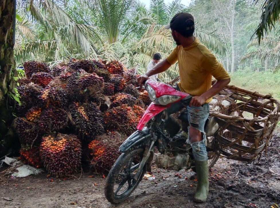 Kebijakan Kemendag Untungkan Pabrik Sawit dan Tengkulak
