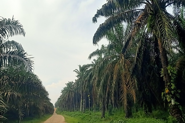 'Menjajah' Sawit