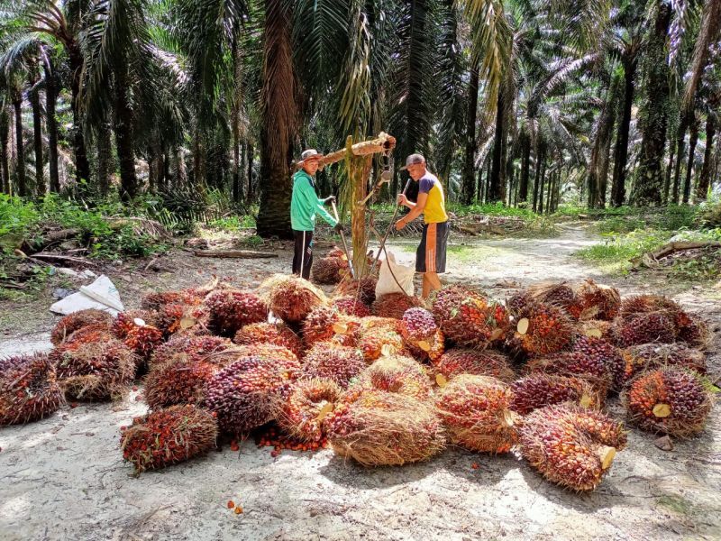 Begini Perkembangan Harga TBS Petani Swadaya di Sumsel