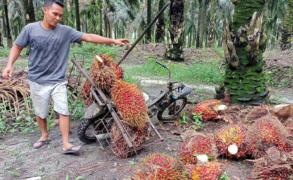Harga TBS di Sumsel Masih Berfluktuasi