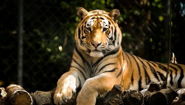 Warga Riau Ditemukan Tewas Diduga Dimangsa Harimau