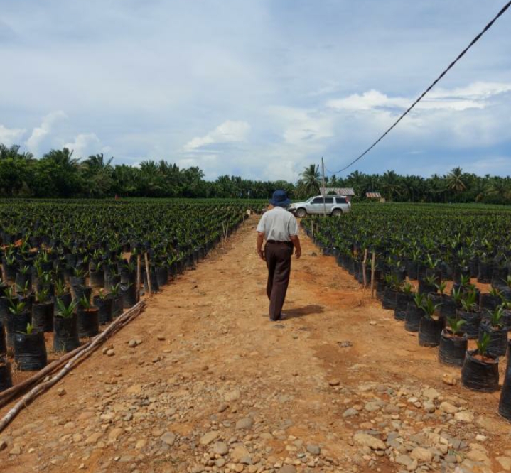 Efek Harga, Ribuan Hektare Kebun Karet Berubah Jadi Sawit
