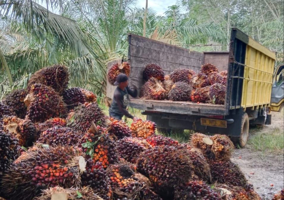Sawit Pengaruhi Perdagangan di Riau Sehingga Meningkat Drastis