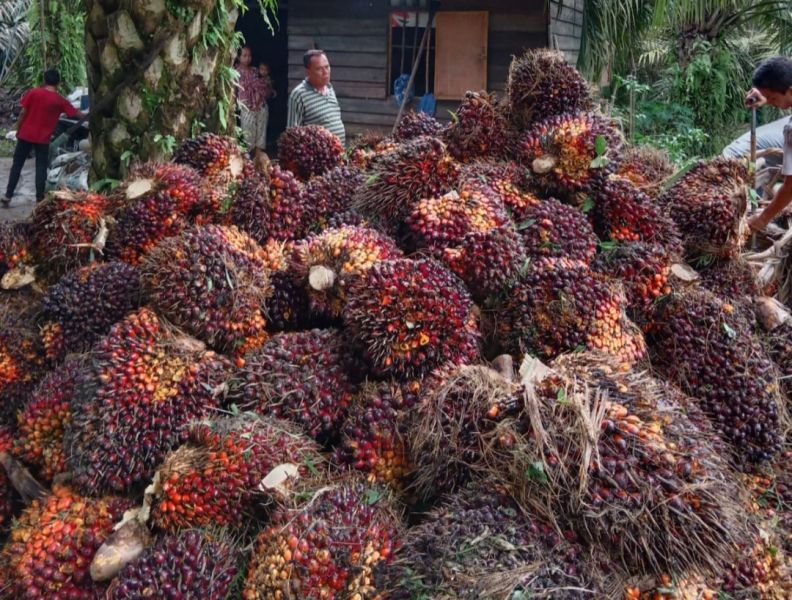 Tips dari Samade agar Sawit Tak Banyak Potongan di Pabrik