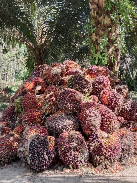 200 Hektar Kebun Sawit di Kukar Berproduksi Rendah