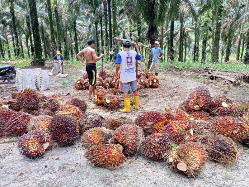 Petani Sawit di Jambi Mendadak Dapat Kabar Tak Enak