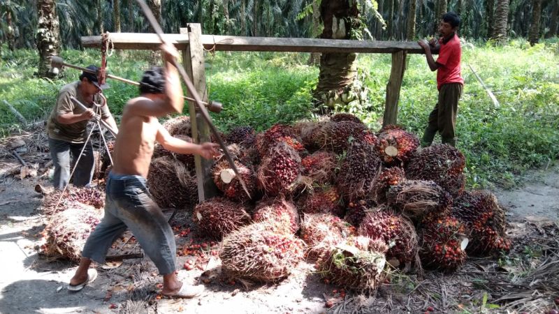 Petani Sulteng Akhirnya Bisa Nikmati Harga TBS Rp 3.000/Kg
