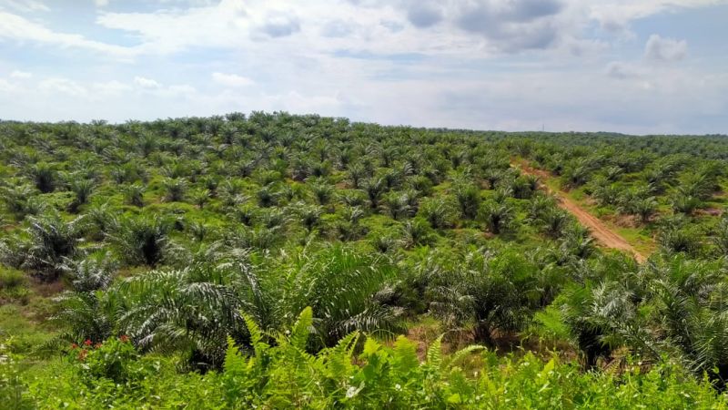 Harga TBS di Jambi Anjlok, Ini Penyebabnya