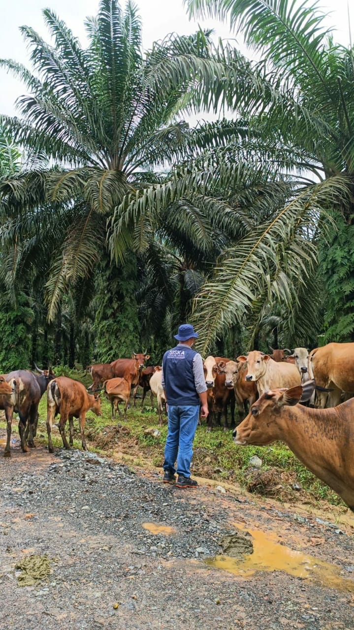 Mau Beternak Sapi di Kebun Sawit? Begini Kata Ahlinya