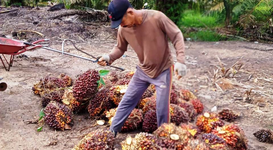 SPKS: Batalkan PMK 23, Turun ke B20