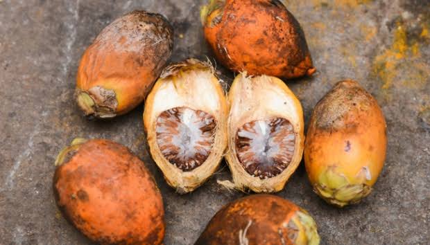 Ini Harga Pinang, Kopra, Sagu dan Getah Karet di Riau