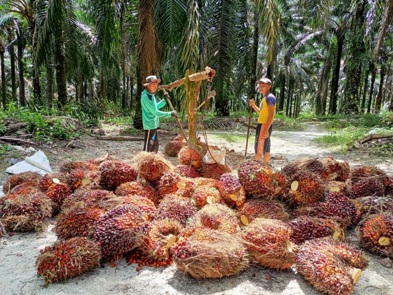 Belum ada Tanda-tanda Harga TBS Sumut Mau Naik Lagi