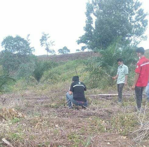 Sawit Sudah Buah Pasir, Tiba-tiba Ditebang Perusahaan