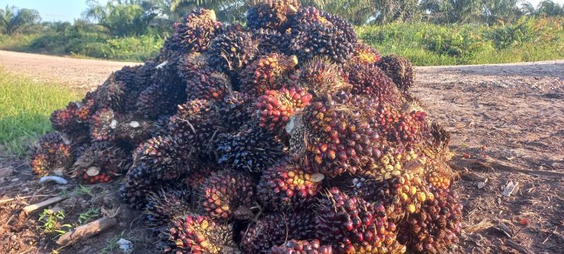 Korporasi Wajib Punya Sertifikat ISPO, Jika Tidak...