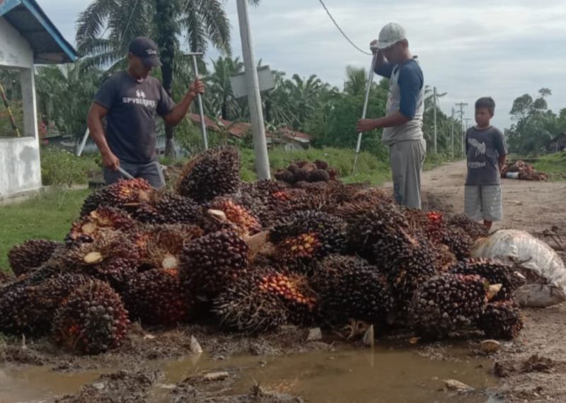 Riau Bidik PAD dari Sektor Sawit, UU HKPD jadi Acuan