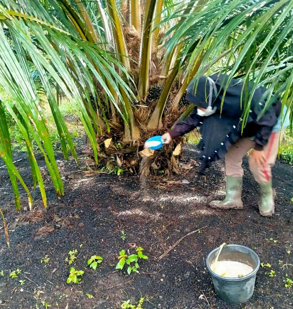 Petani ini Legowo Sawit Tak Dapat Alokasi Pupuk Subsidi, Tapi...