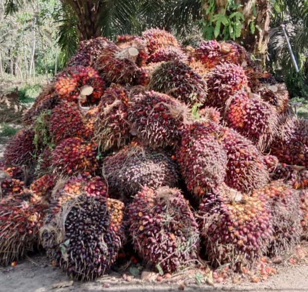 Harga Sawit di Sumbar Naik Lagi, Ini Rinciannya